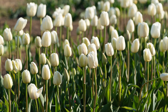 Pretty white tulips in bloom at the Floral Library in Washington DC