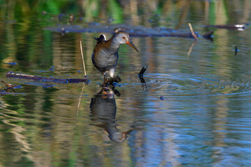 Wasserralle am Morgen im Herbst bei der Jagd in der Oberlausitz