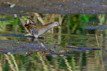 Wasserralle am Morgen im Herbst bei der Jagd in der Oberlausitz