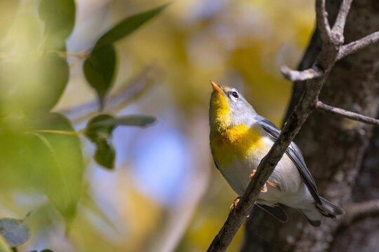 Northern parula warbler (Setophaga americana) warbler in the woods in southwest Florida