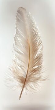 Gentle descent of a feather falling through the air, focusing on its lightweight and graceful movement