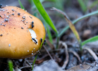 Mushrooms in the forest