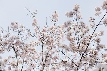 Branches of sakura flowers, cherry blossom