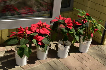  Poinsettia flowers in white pots on the sidewalk on a sunny day