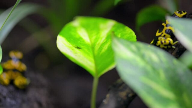 yellow-banded poison dart frog