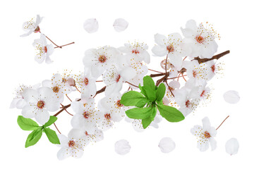 branch with cherry flowers isolated on white background