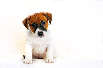 Cute Jack Russell Terrier puppy sitting on a light background. Care and raising of pets
