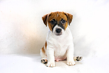 Cute male Jack Russell Terrier puppy sitting on a light background. Care and raising of pets