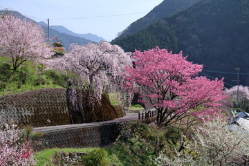 大石家前の道沿いを彩る二本の桜　（高知県　仁淀川町）