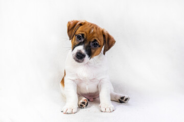 cute male jack russell terrier puppy sitting on a light background. Care and raising of pets