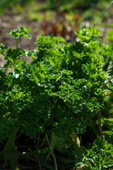 parsley in the garden
