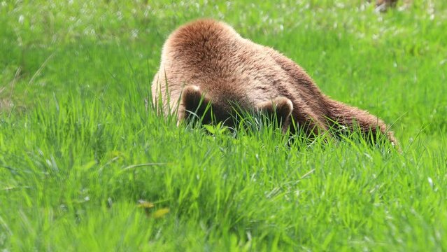 a brown bear on a spring meadow 4k 30fps video