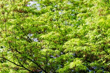 A tree with green leaves is shown in the image