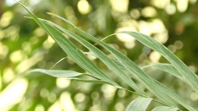 Macrozamia moorei is a cycad in the family Zamiaceae, native to Queensland (Australia). The species was described by Ferdinand von Mueller in 1881, naming it after Charles Moore (1820&ndash;1905).