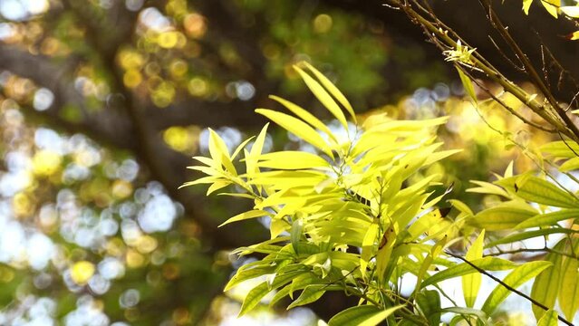 Cocculus laurifolius, the laurel-leaved snail tree, is a medium-sized, shrubby evergreen tree of the genus Cocculus.