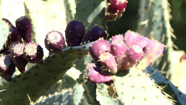 Opuntia engelmannii is prickly pear. It is ow's tongue cactus, cow tongue prickly pear, desert, Engelmann's, Texas or discus prickly pear, and nopal, abrojo, joconostle, and vela de coyote.