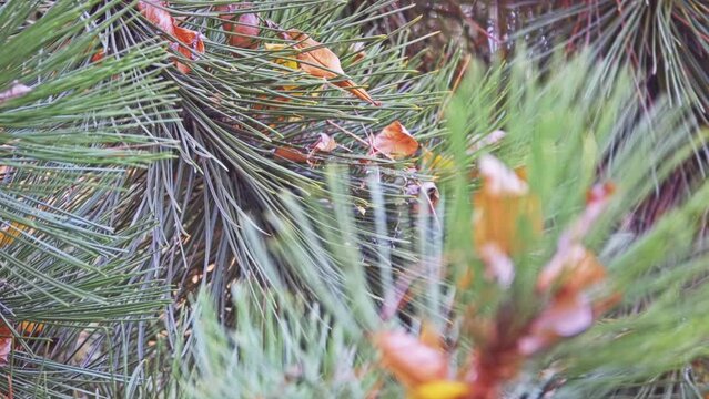 Pinus heldreichii (leucodermis, family Pinaceae)