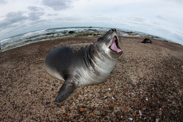 Elephant seal, Peninsula Valdes, Unesco World Heritage Site, Patagonia, Argentina
