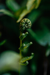 green fern leaf, dark nature background