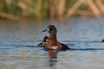  Lake Duck in Pampas Lagoon environment, La Pampa Province, Patagonia , Argentina.