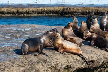 South American  Sea Lion , .Peninsula Valdes ,Chubut,Patagonia, Argentina