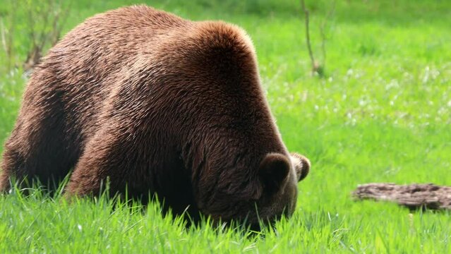a brown bear on a spring meadow 4k 30fps video