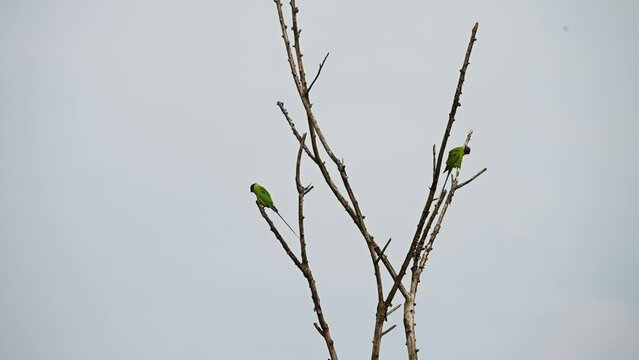A pair of plum-headed parakeets on a dry tree in Corbett national park