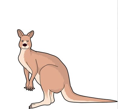 kangaroo flat vector style motion