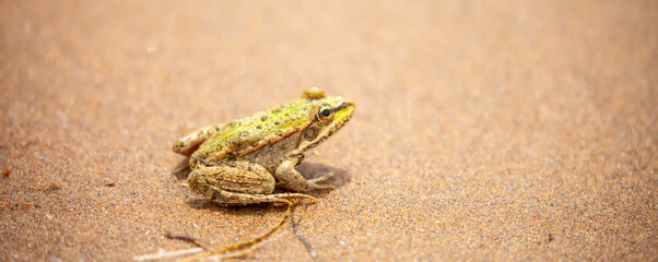 The frog sits on the sand on the shore of the lake. Beautiful wildlife landscape with place for text. The concept of protecting wildlife and ecology.