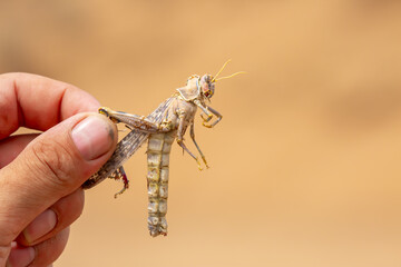 Locust close-up. Caught insect in the human hand. Invasion of locusts on agricultural fields....