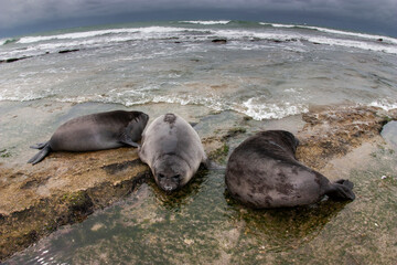 Elephant seal, Peninsula Valdes, Unesco World Heritage Site, Patagonia, Argentina