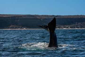 Fototapeta premium Sohutern right whale tail,Peninsula Valdes, Chubut, Patagonia,Argentina