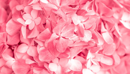Pink flowers close up. Bouquet of red flowers. City flower beds, a beautiful and well-groomed garden with flowering bushes. - Powered by Adobe