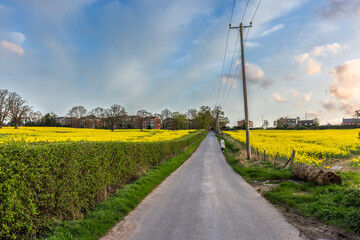 Rapeseed, also known as oilseed rape, is a bright-yellow flowering member of the family Brassicaceae (mustard or cabbage family), cultivated mainly for its Natural  oil-rich seed. Shot 7 April 2024.