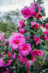 Vivid Pink Camellia Flowers Blooming in Hyde Park