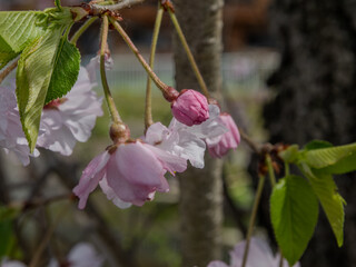枝垂れ桜のピンクの花