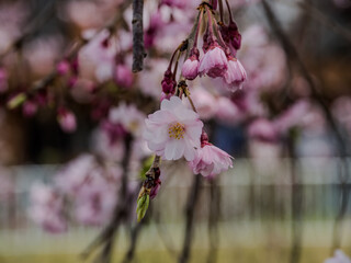 枝垂れ桜のピンクの花