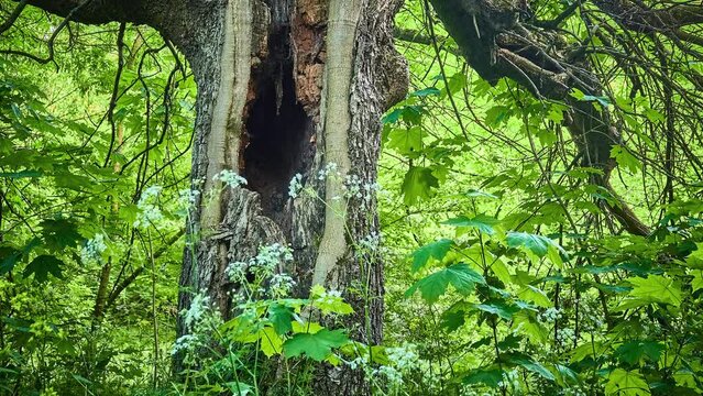 Large hollow in old tree in dense summer green forest.