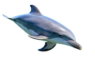 dolphin isolated on white background