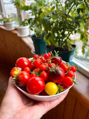 A plate full of ripe tomatoes against the backdrop of a home garden