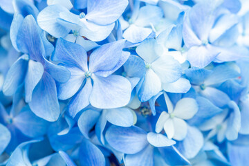 Blue flowers close up. Bouquet of purple flowers. City flower beds, a beautiful and well-groomed...