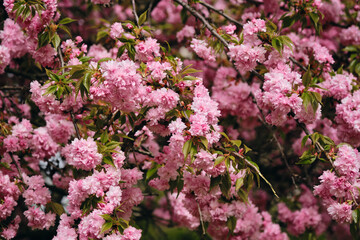 Flowers of a pink spring tree in close-up on a sunny day. The nature of the Balkans - state border between Serbia and Bosnia and Herzegovina. Cherry sakura tree in the midst of flowering.
