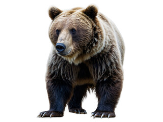 Obraz premium brown bear isolated