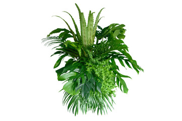 Various species of tropical leaves on transparent background,PNG