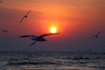 Gliding morning