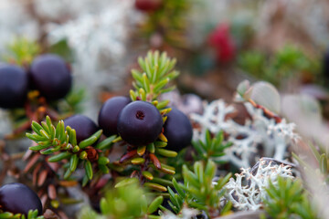 A close up of ripe berries of black crowberry (Empetrum nigrum subsp. hermaphroditum). Northern...