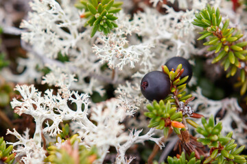 Flora of Chukotka: a close up of ripe berries of black crowberry (Empetrum nigrum subsp....