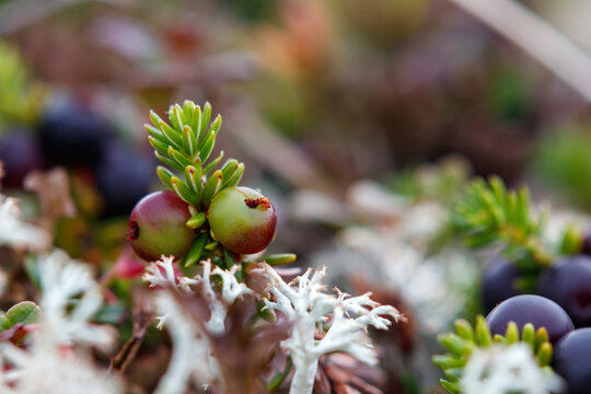 Flora of Chukotka: a close up of unripe berries of black crowberry (Empetrum nigrum subsp. hermaphroditum) among a reindeer cup lichen (Cladonia rangiferina), copy space