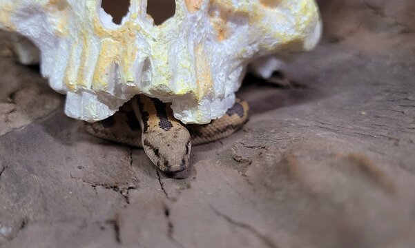 Kenyan sand boa snake, aka Old world sand boas is nonvenomous snake