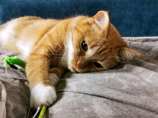 A pet cat with red hair with white spots lies on a gray-brown fabric on the sofa and touches with its paws and plays with a toy - a light green stick in the early morning